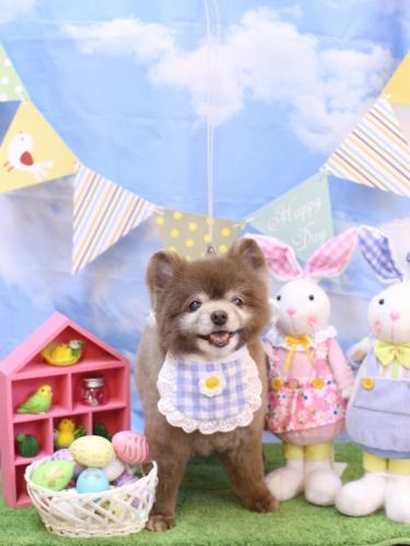 20240331クッキーくん